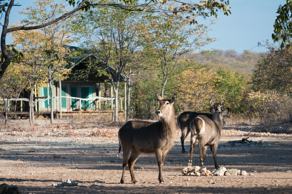 Ongava Tented Camp - All-Inclusive Okaukuejo Extérieur photo